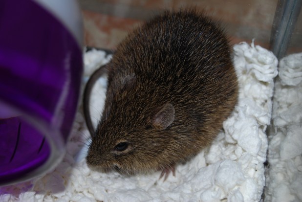 I'm not a number, I'm a free mouse!