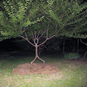 You know why this was taken at night? BECAUSE IN THE MORNING, IT WAS GONE.