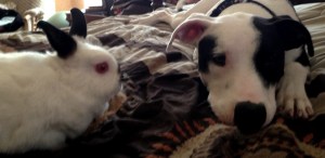 "Worst. Dog. Ever." -Mojo